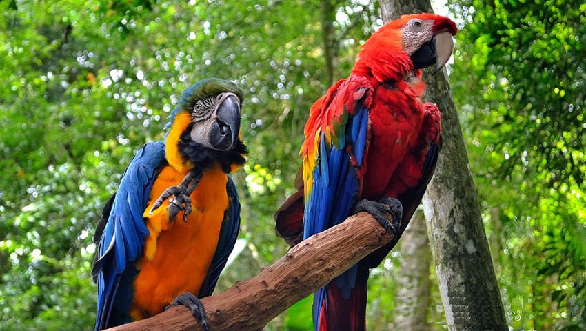 pérdida de biodiversidad