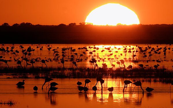 España perderá biodiversidad en 2020