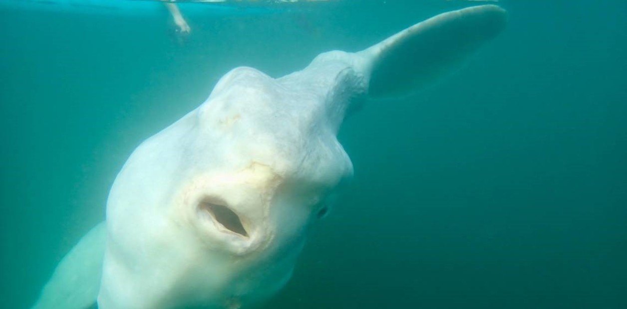 “Flotaba y tomaba sol”: una criatura gigante nunca antes vista nadó bajo su tabla de surf